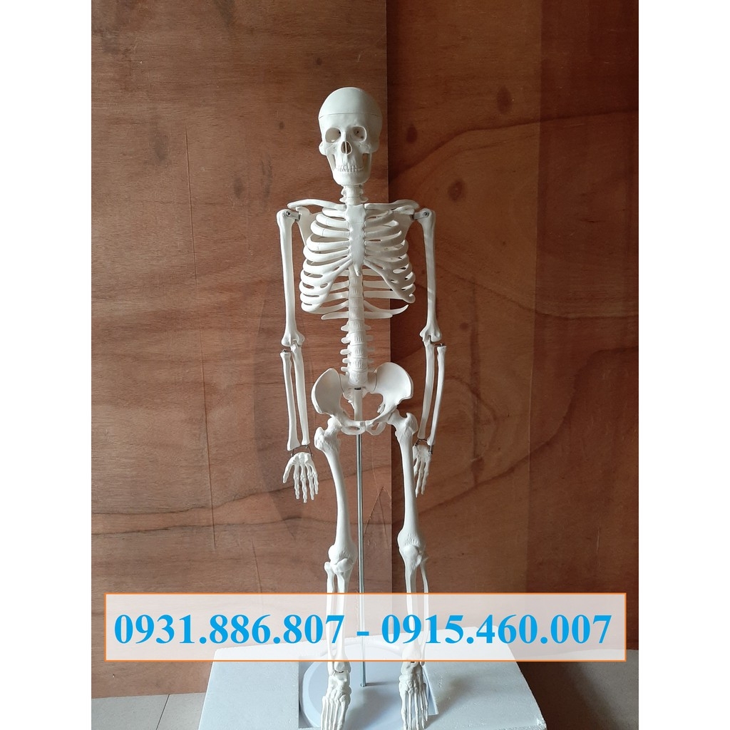 Mô hình bộ xương người 85cm 