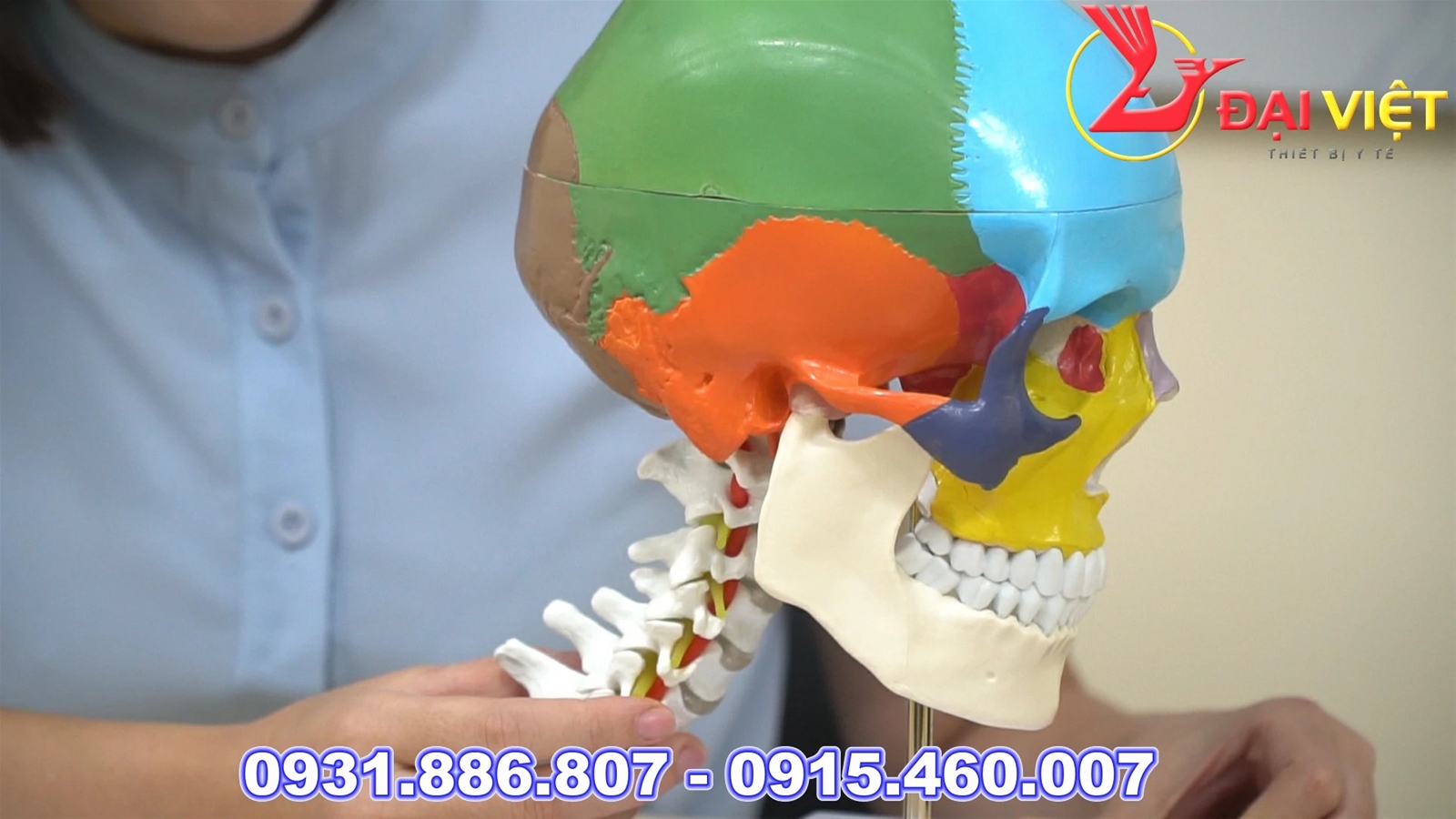 Mô hình giải phẫu vùng đầu mặt cổ