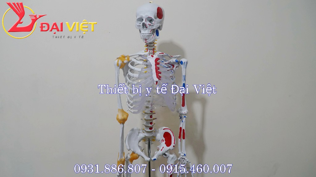 Mô hình giải phẫu bộ xương người 170cm có rễ thần kinh