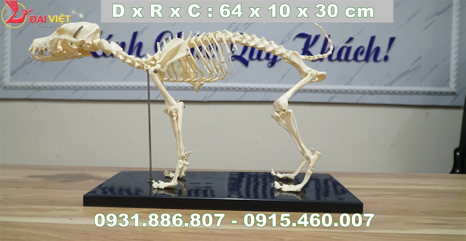 Mô hình giải phẫu xương chó 