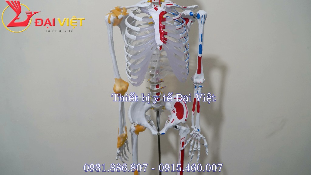 Mô hình giải phẫu bộ xương người 170cm có rễ thần kinh