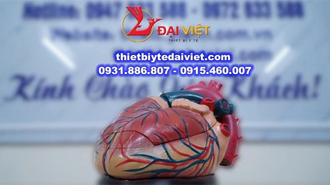 Mô hình cấu tạo tim người