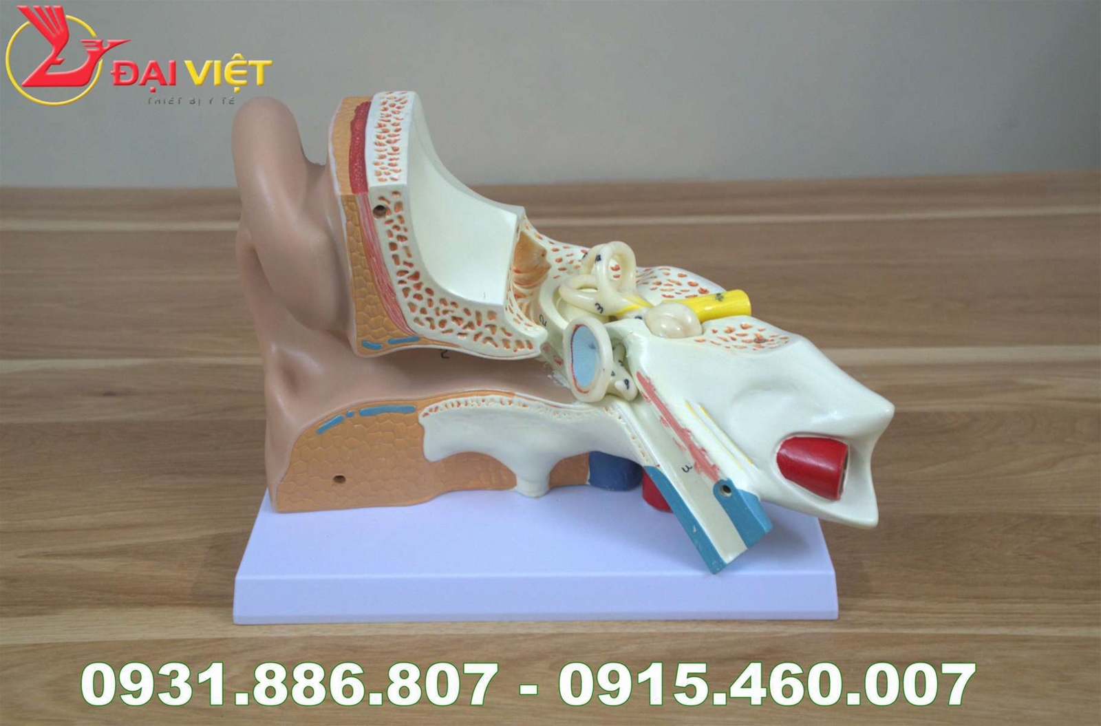 Mô hình giải phẫu tai người phóng đại 5 lần