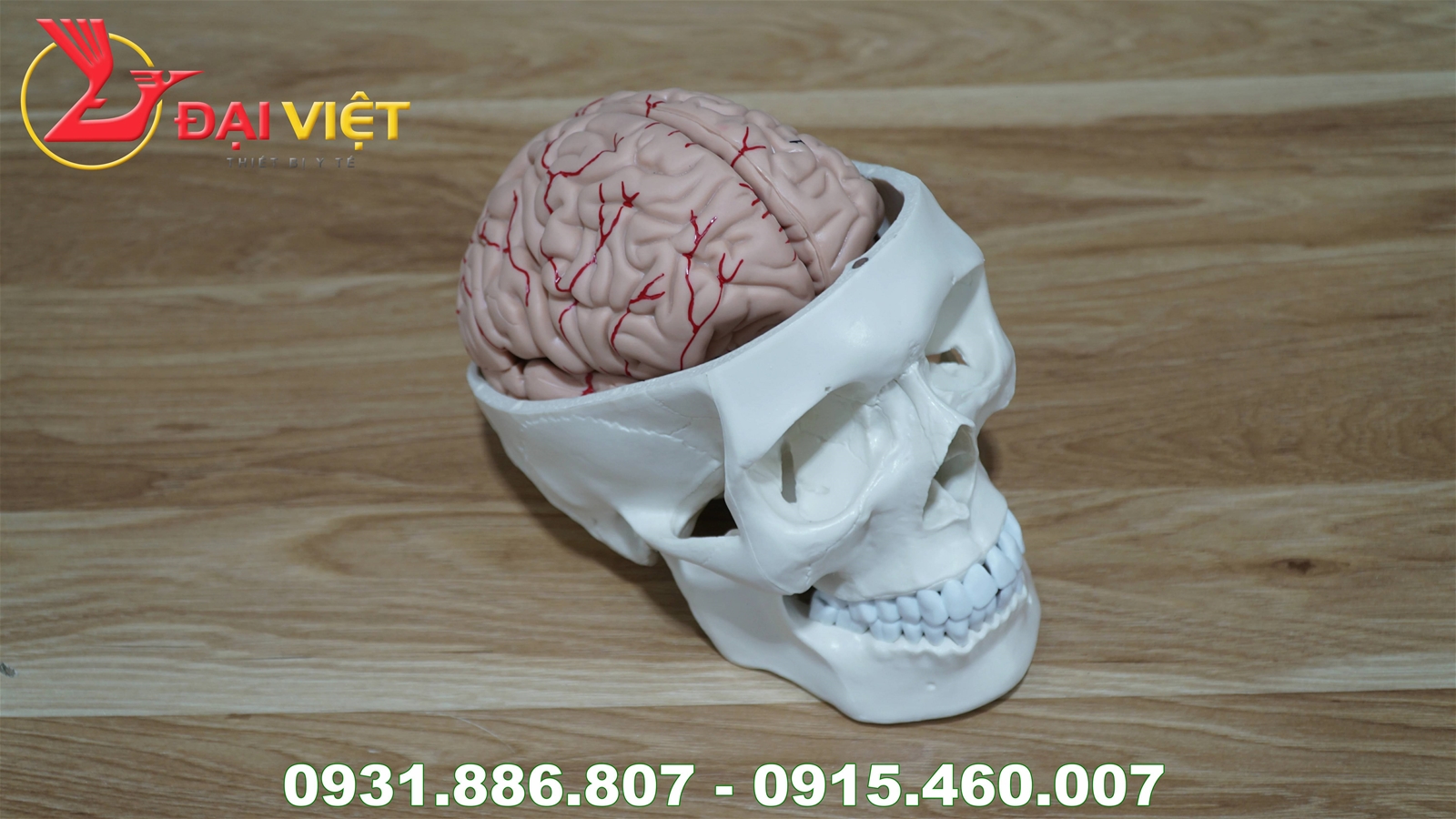 Mô hình giải phẫu hộp sọ và não bộ