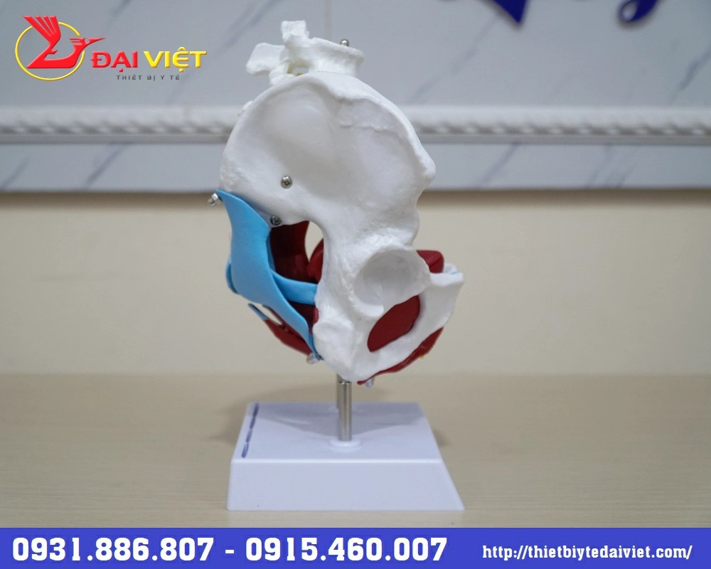 mô hình giải phẫu xương chậu