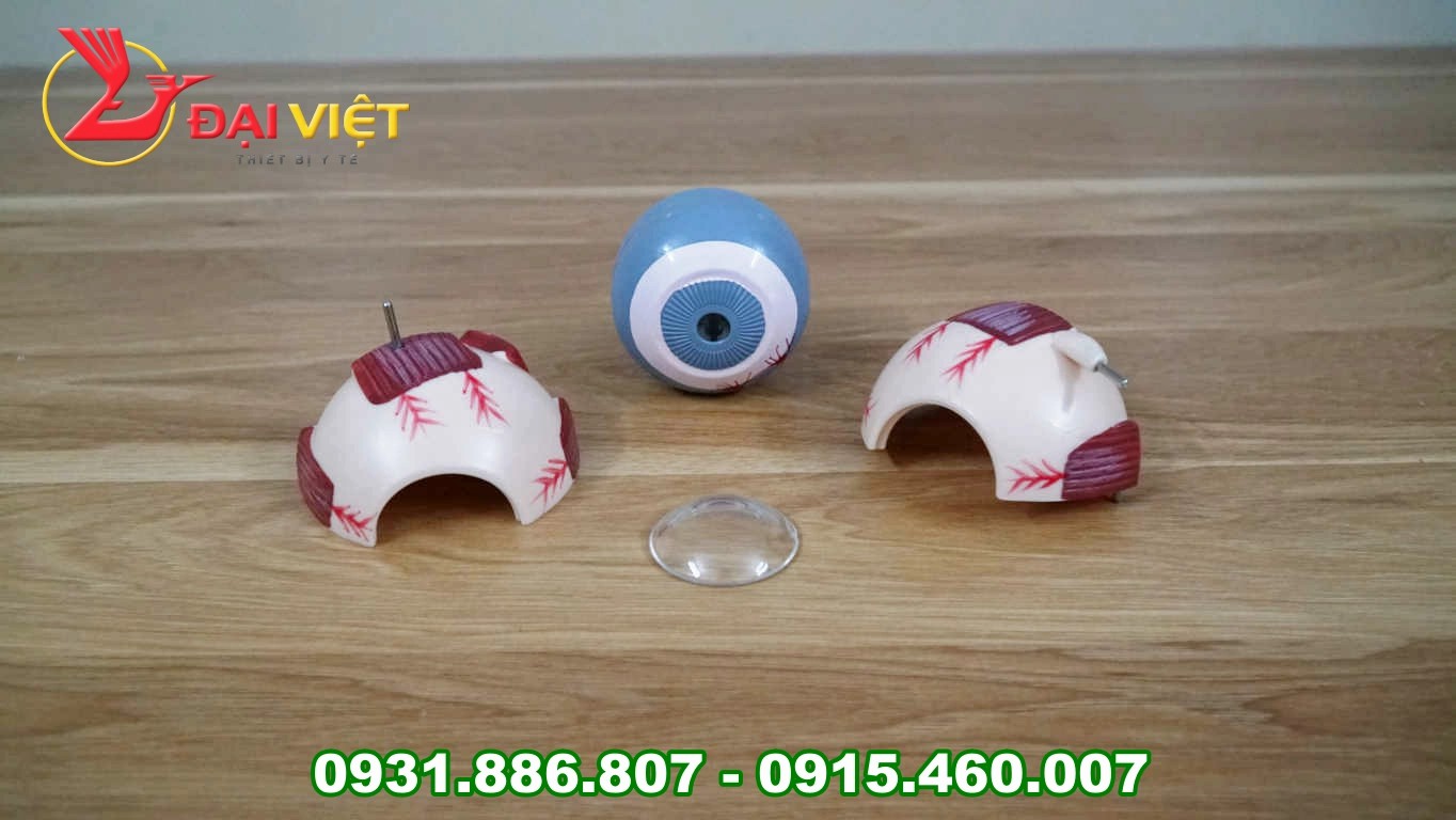 mô hình mắt người 3D
