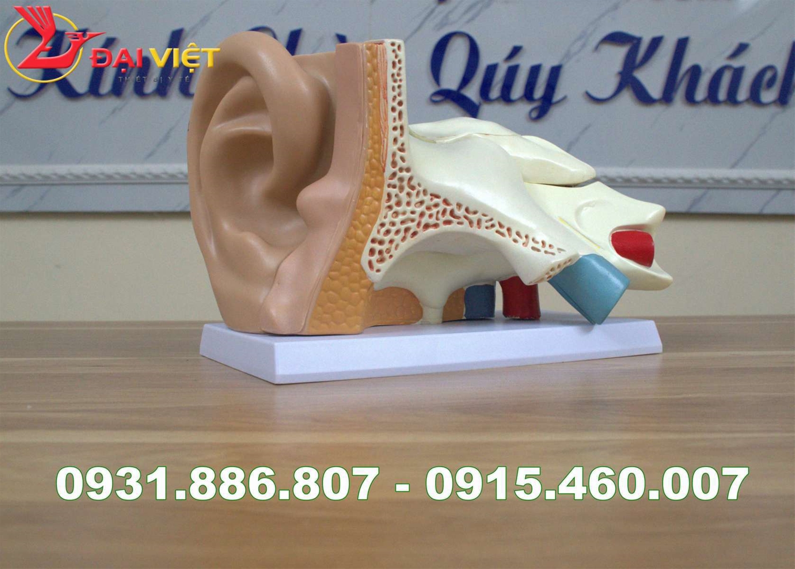 Mô hình giải phẫu tai người