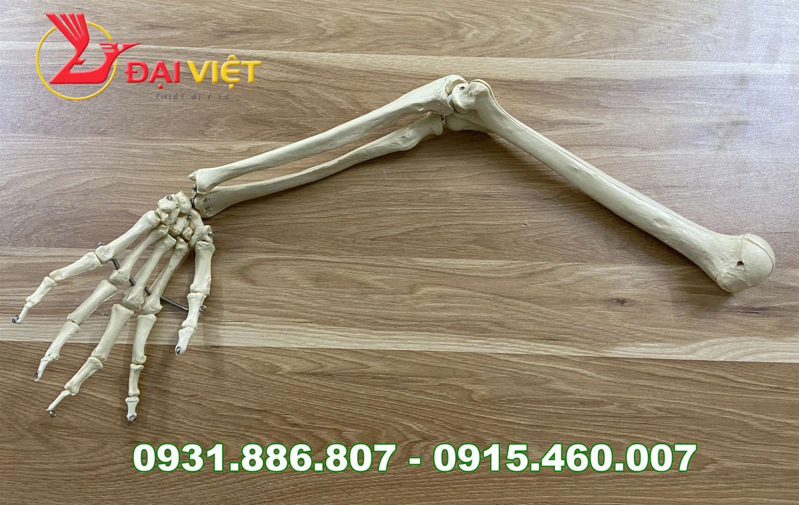 mô hình xương chi trên chi tiết 