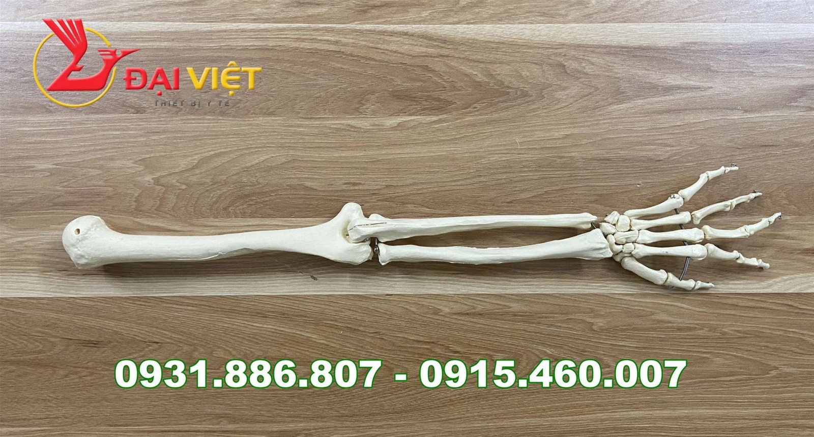mô hình giải phẫu xương chi trên