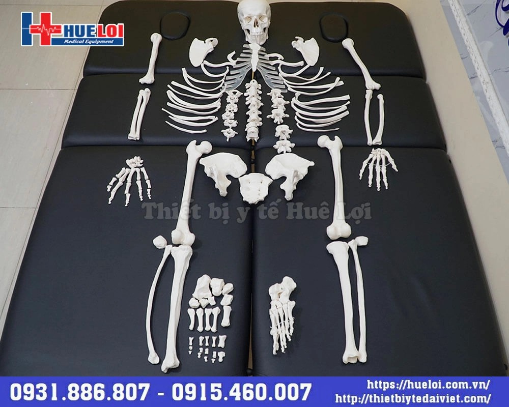 Mô hình bộ xương người bóc tách chi tiết 170cm