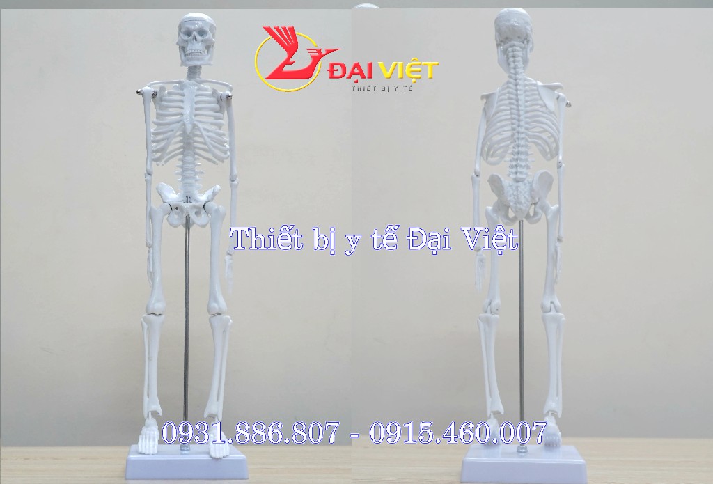 Mô hình xương cột sống thắt lưng kèm khung chậu  Thiết bị y tế Đại Việt