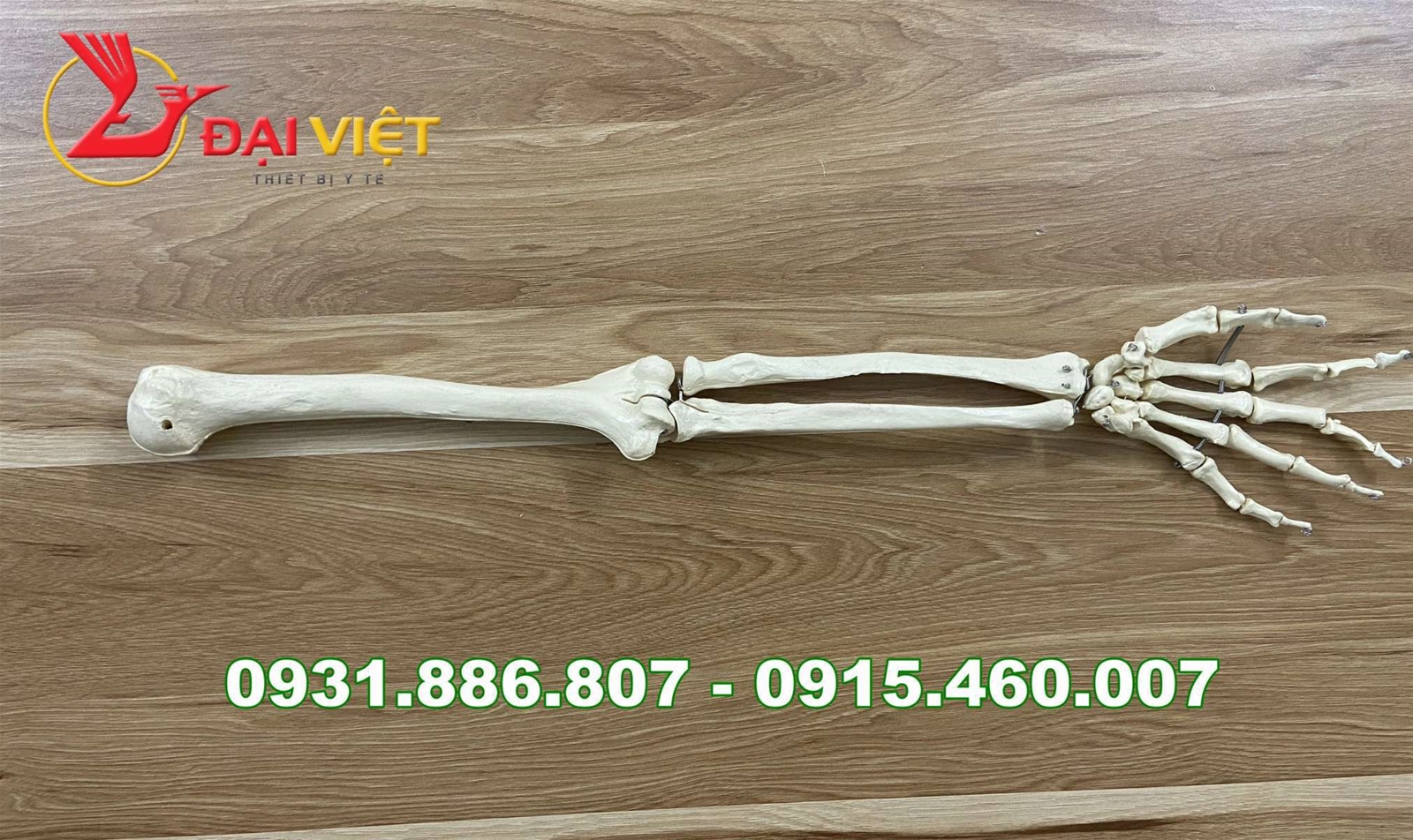 mô hình xương chi tỉ lệ 1:1