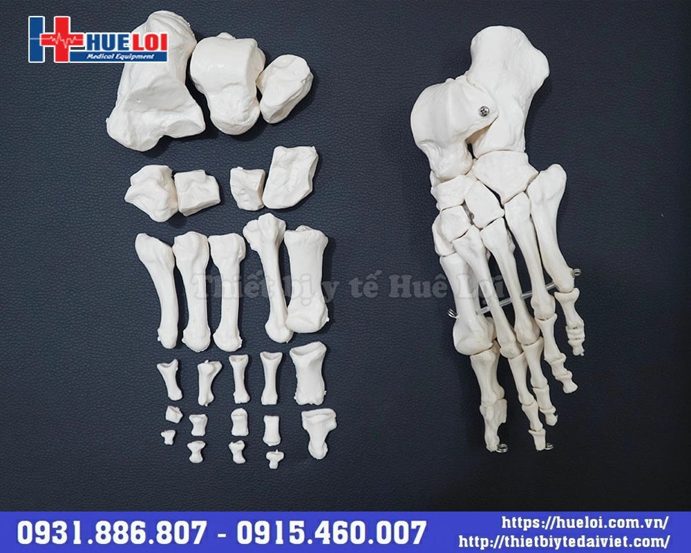 mô hình xương người bóc tách
